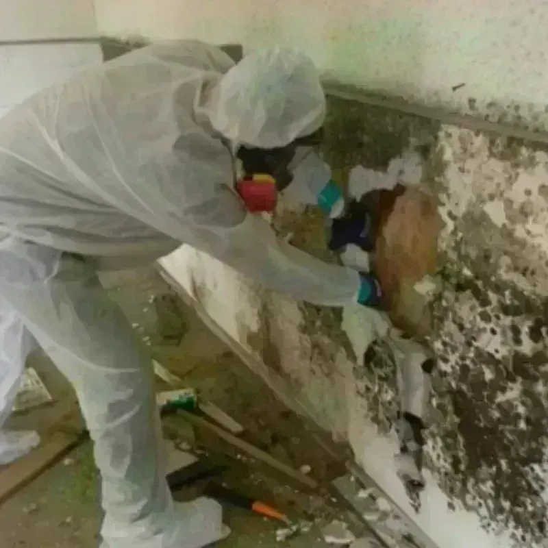 Mold Remediation and Removal in Martin County, FL